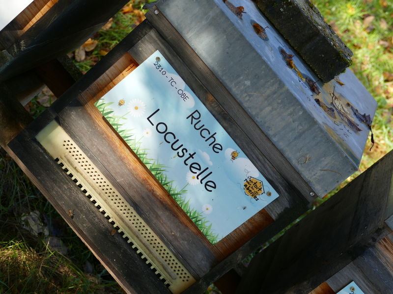 La ruche Locustelle