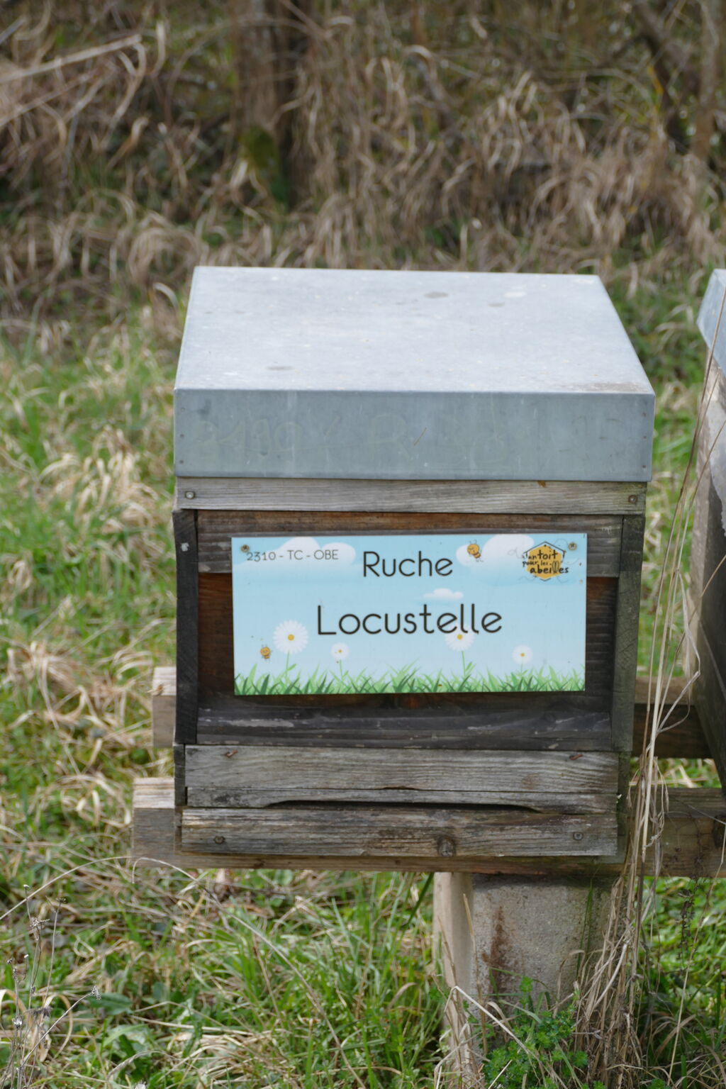 La ruche Locustelle