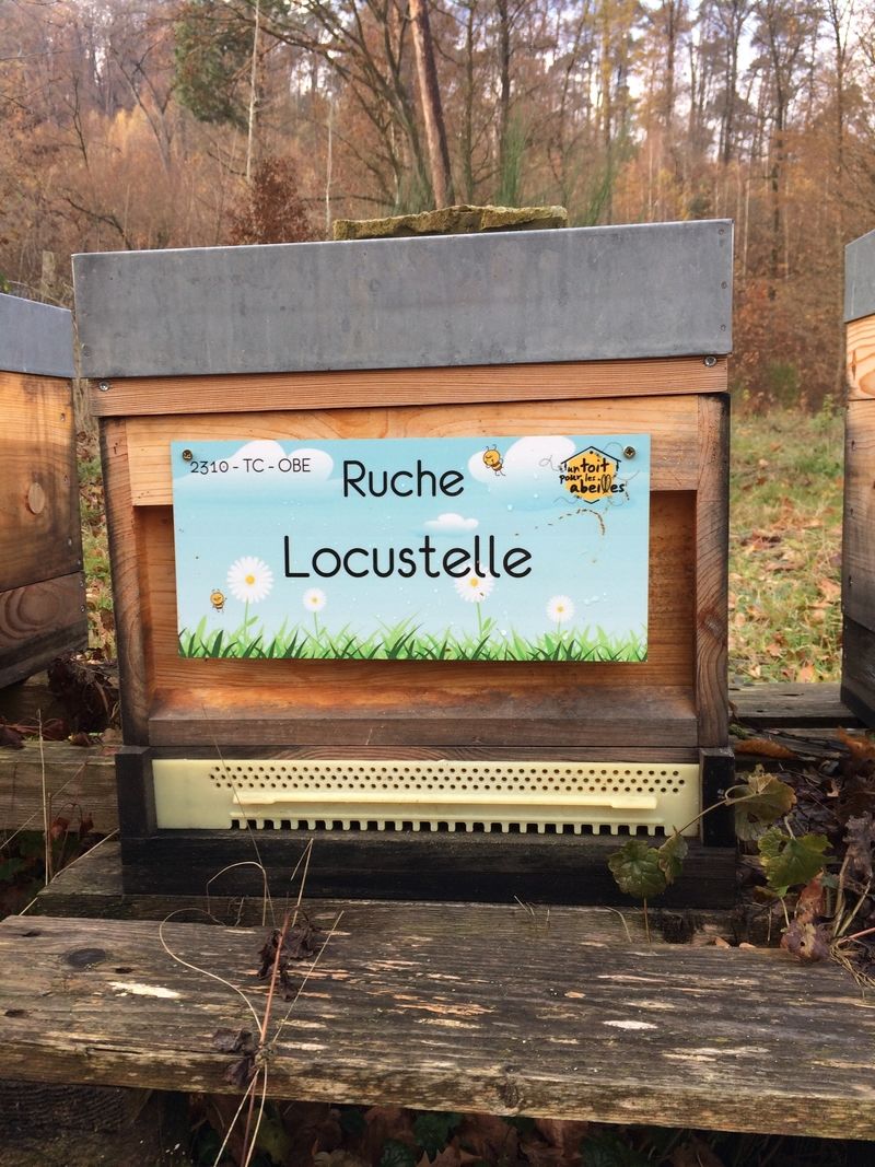 La ruche Locustelle