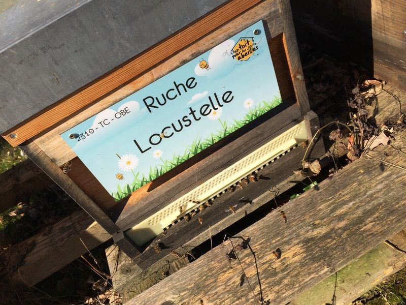 La ruche Locustelle