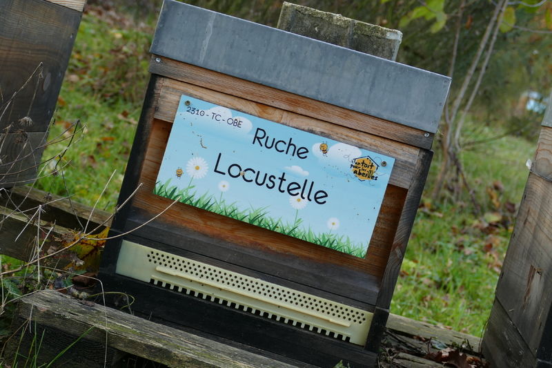La ruche Locustelle