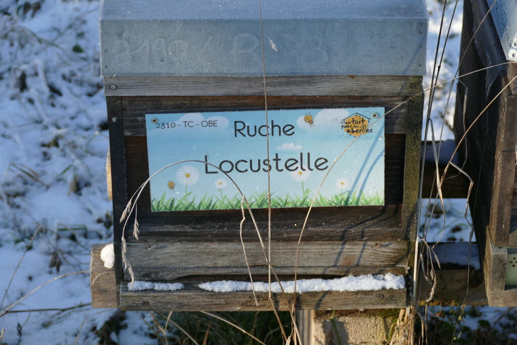 La ruche Locustelle