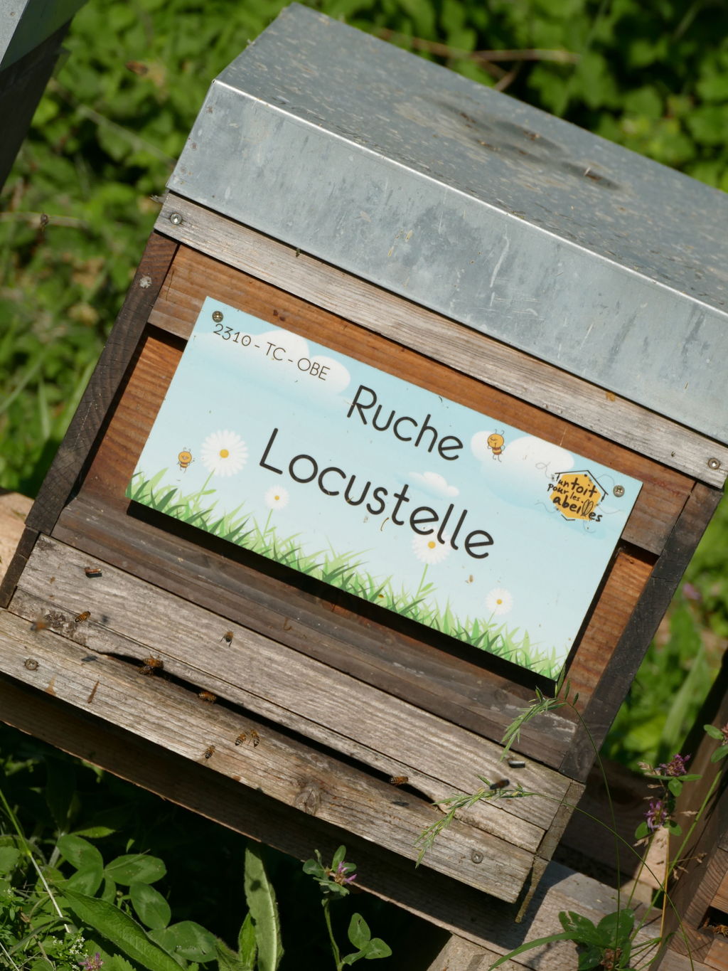 La ruche Locustelle