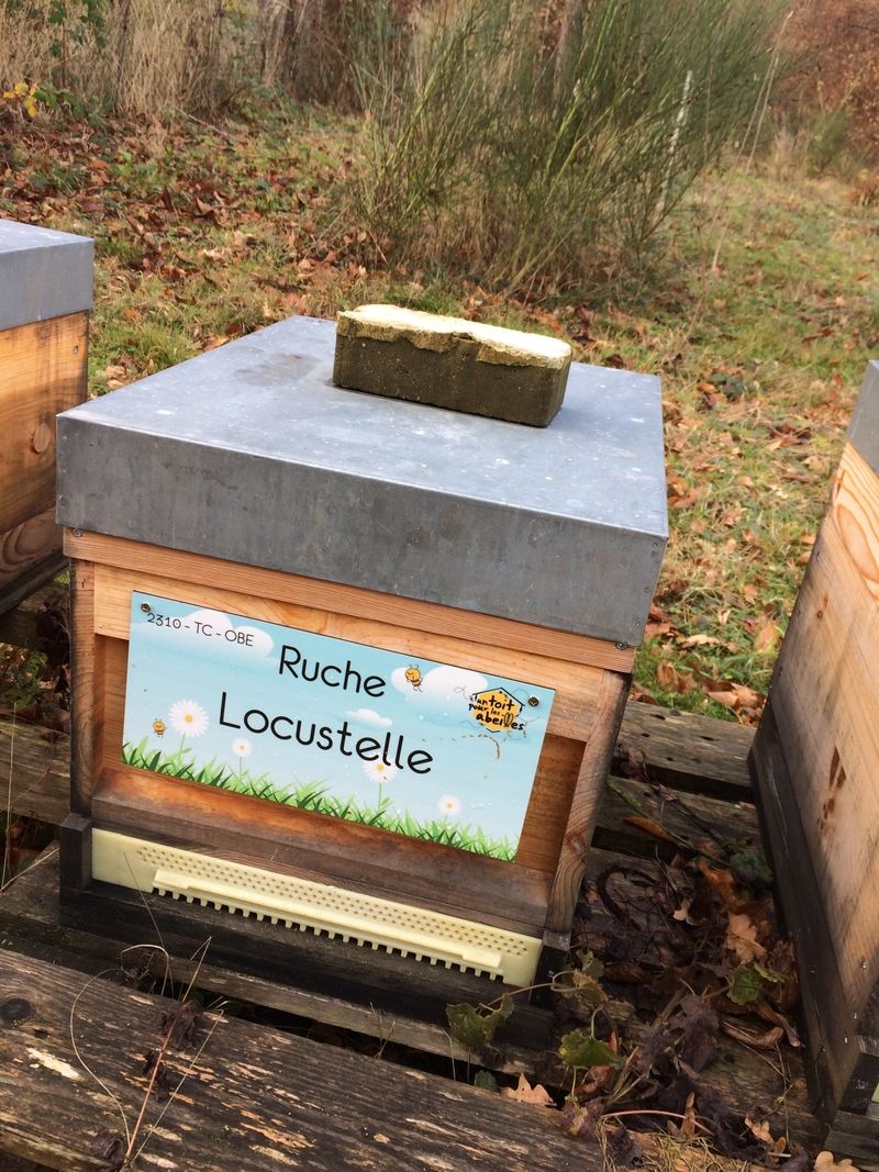 La ruche Locustelle