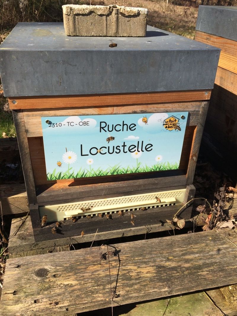 La ruche Locustelle