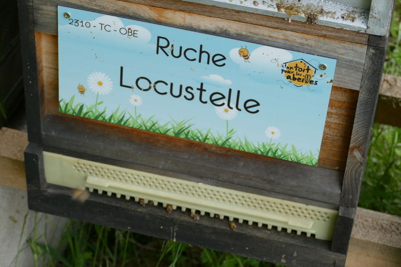 La ruche Locustelle