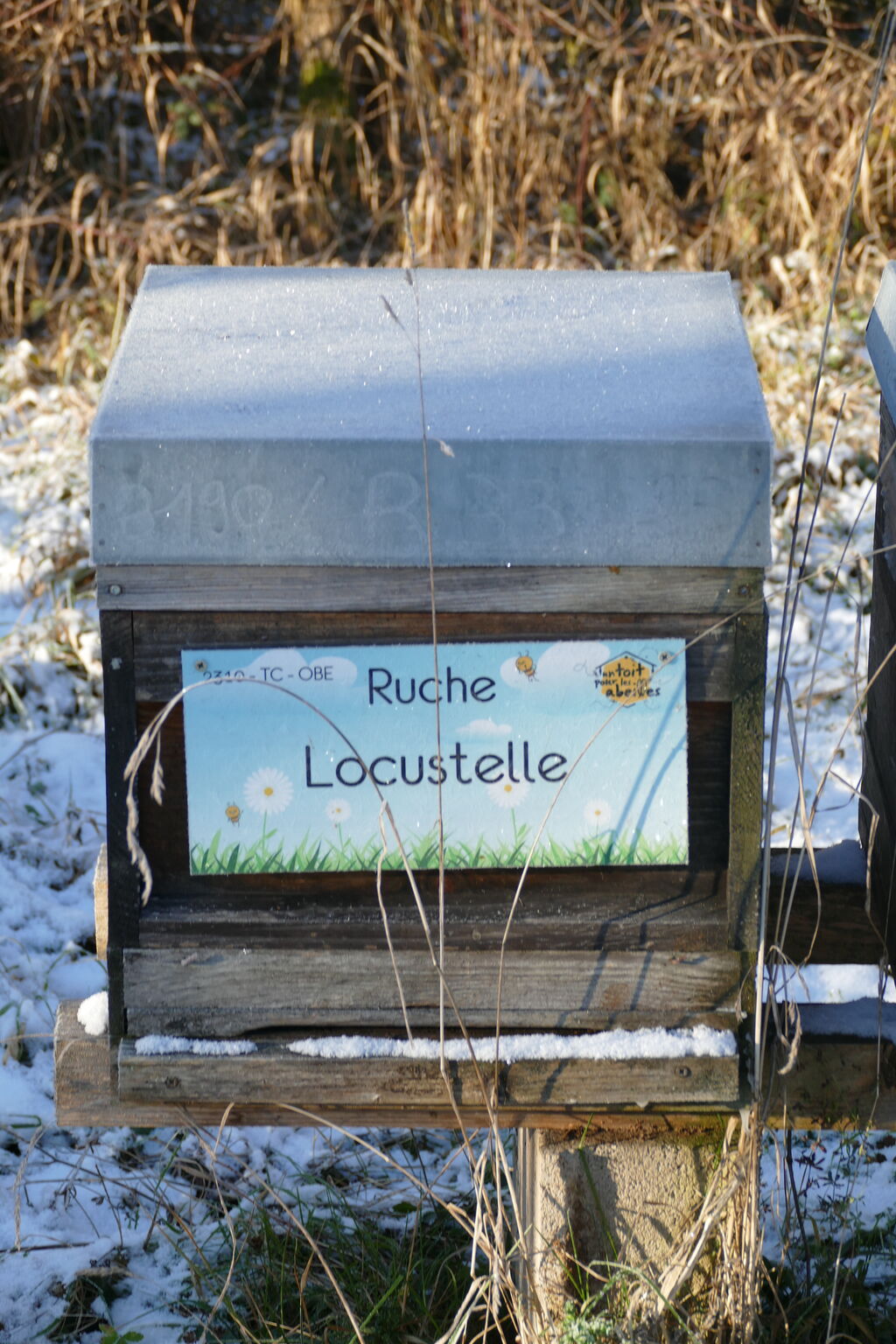 La ruche Locustelle
