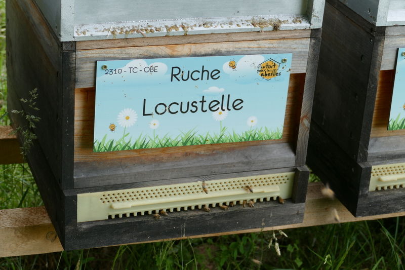 La ruche Locustelle