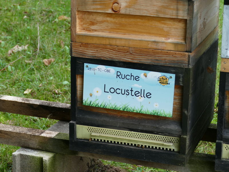 La ruche Locustelle