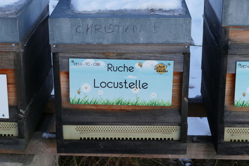 La ruche Locustelle