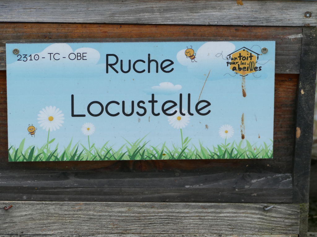 La ruche Locustelle