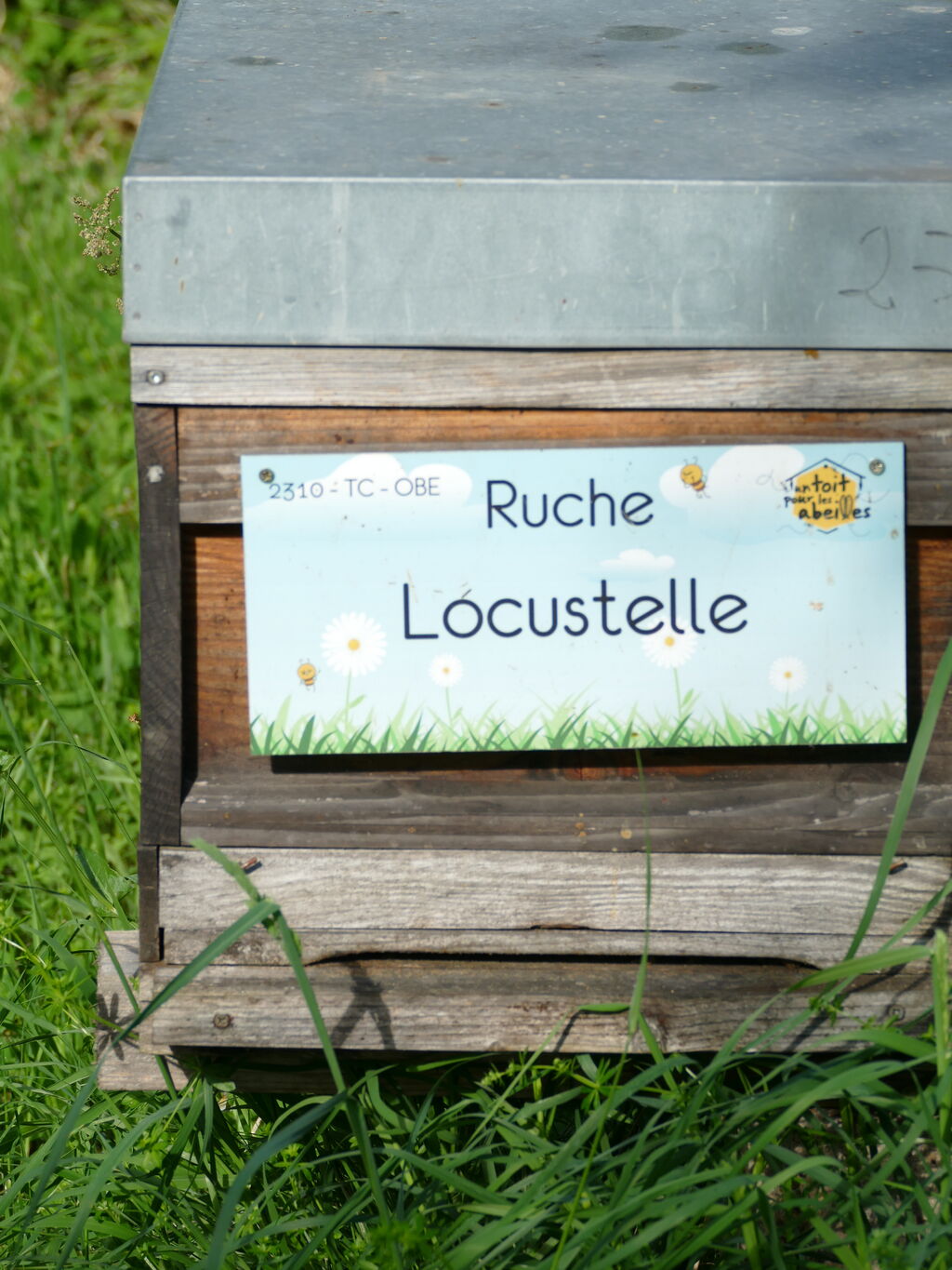 La ruche Locustelle