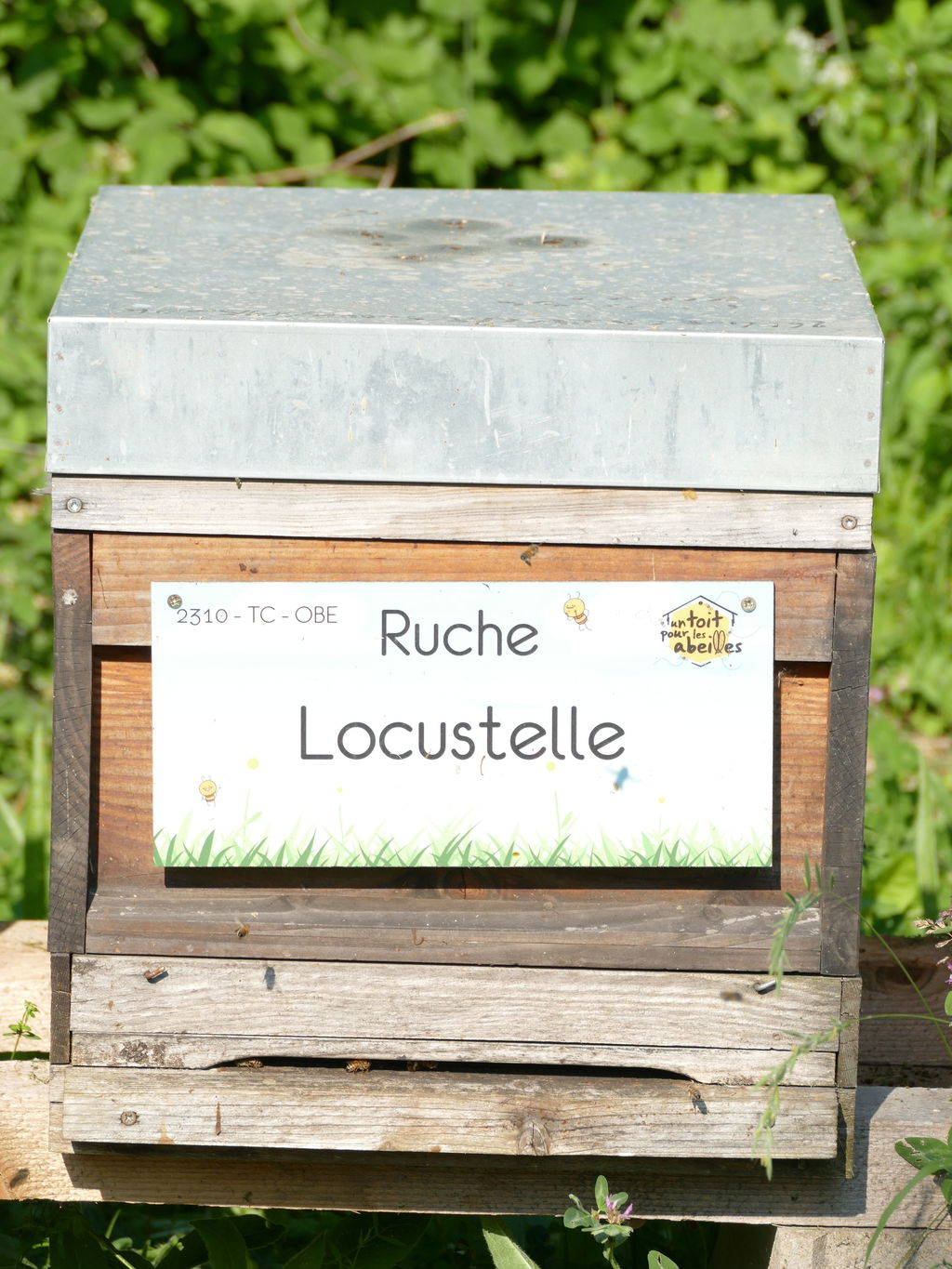 La ruche Locustelle