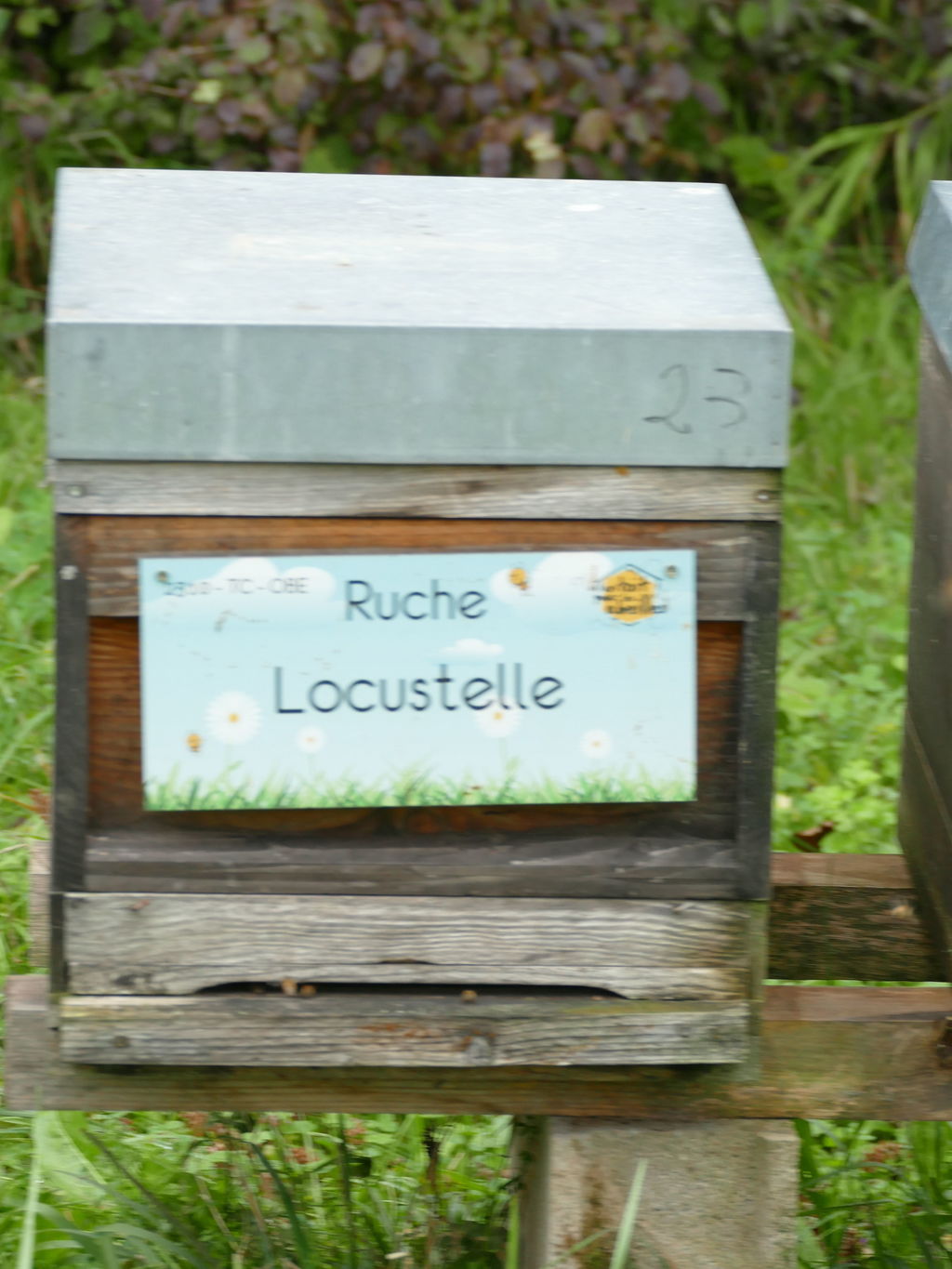 La ruche Locustelle