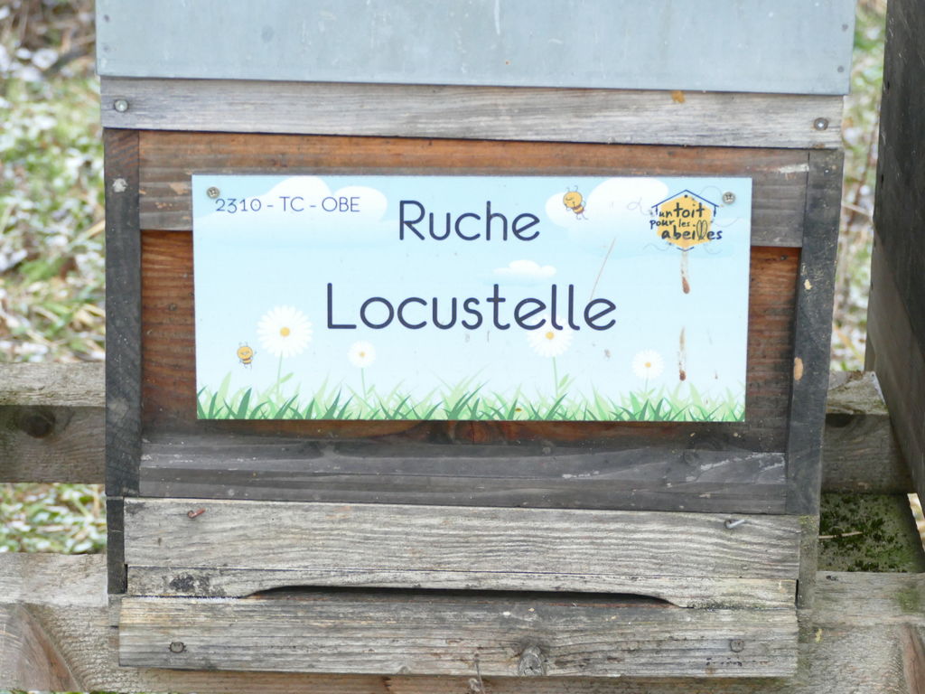 La ruche Locustelle