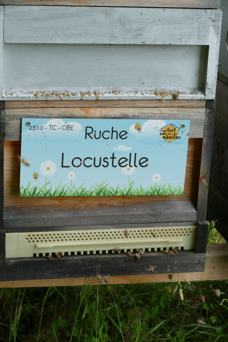 La ruche Locustelle