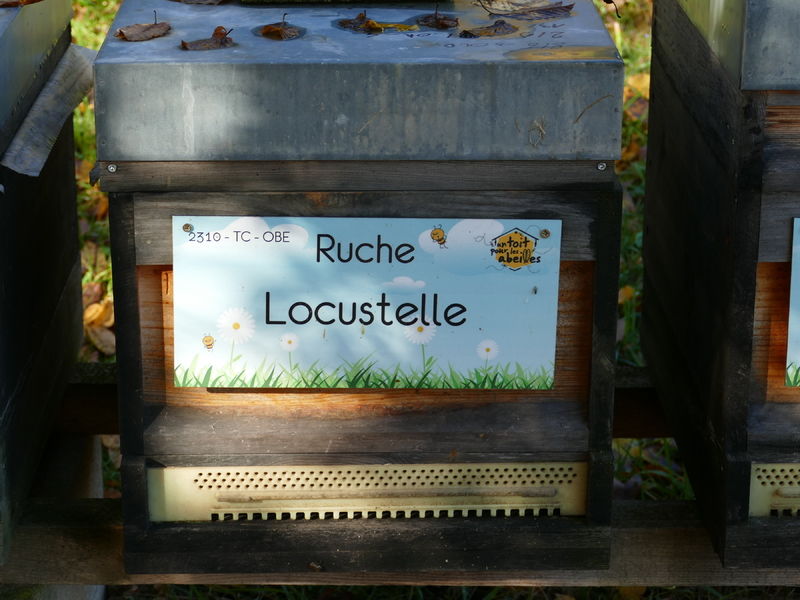 La ruche Locustelle