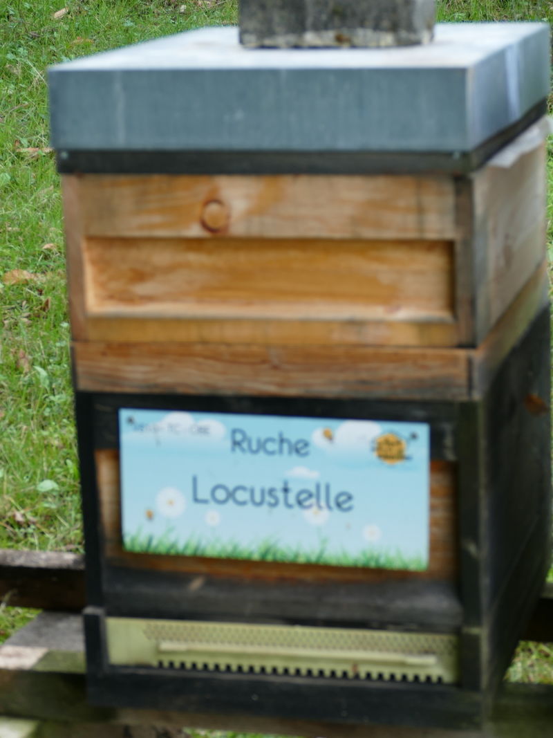 La ruche Locustelle