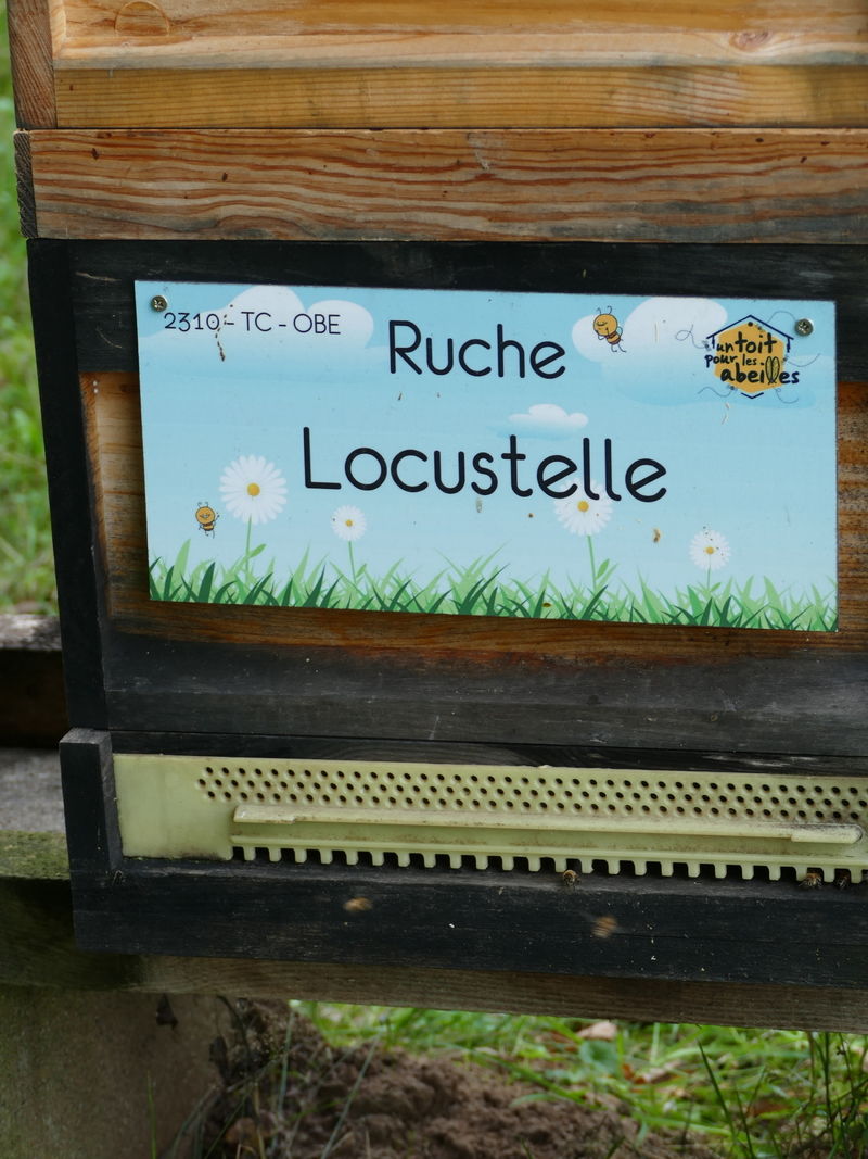 La ruche Locustelle