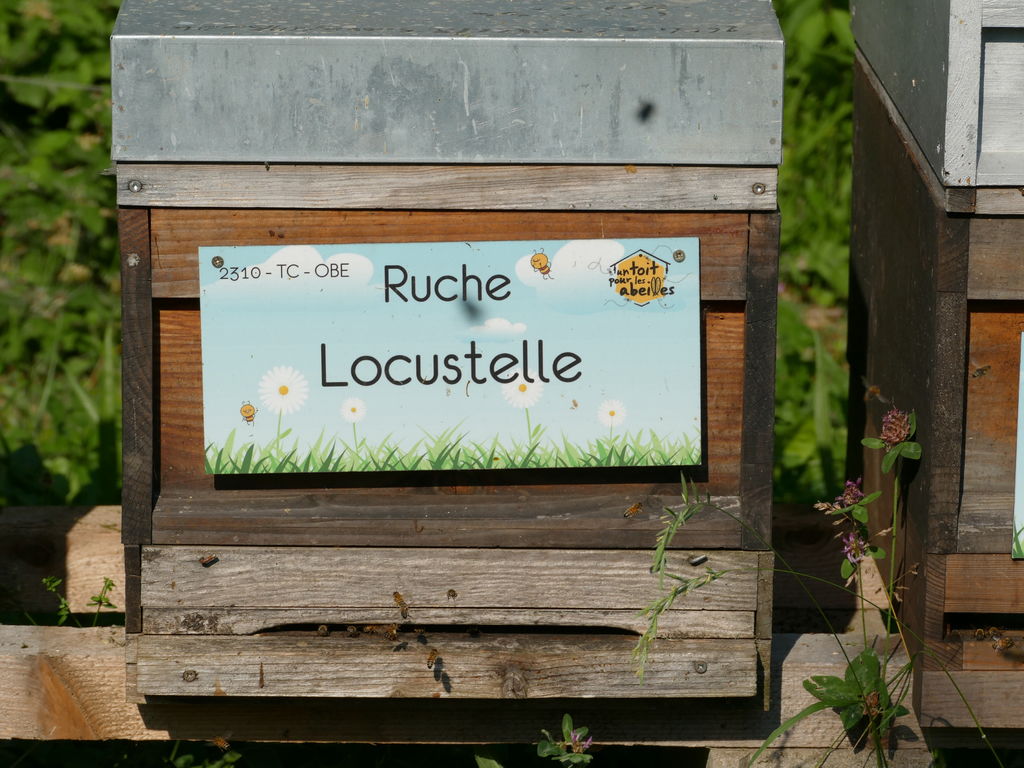 La ruche Locustelle