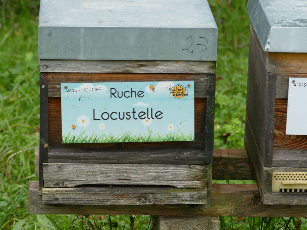 La ruche Locustelle