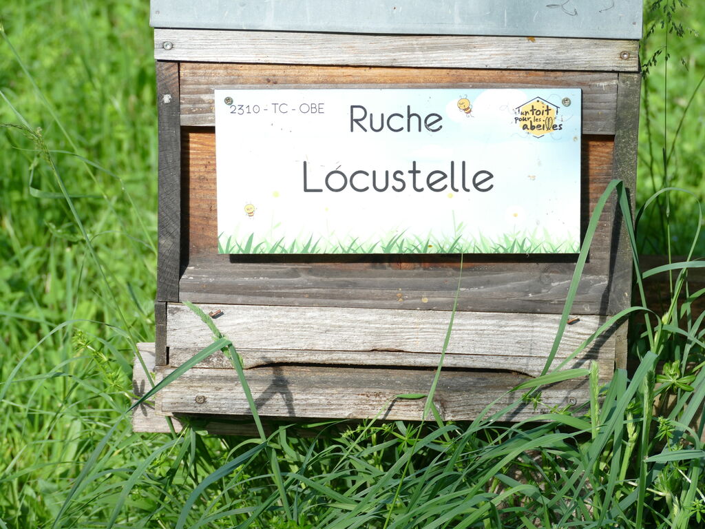 La ruche Locustelle