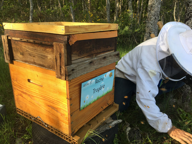 La ruche Truyère