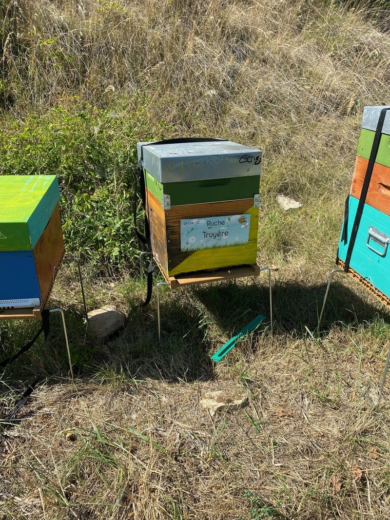 La ruche Truyère
