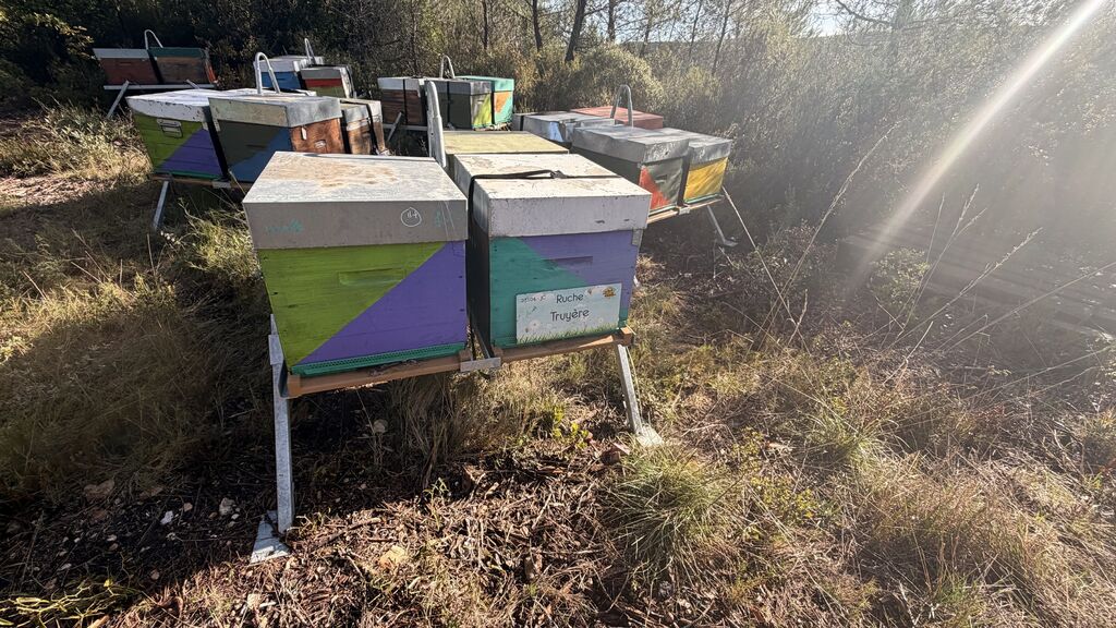 La ruche Truyère