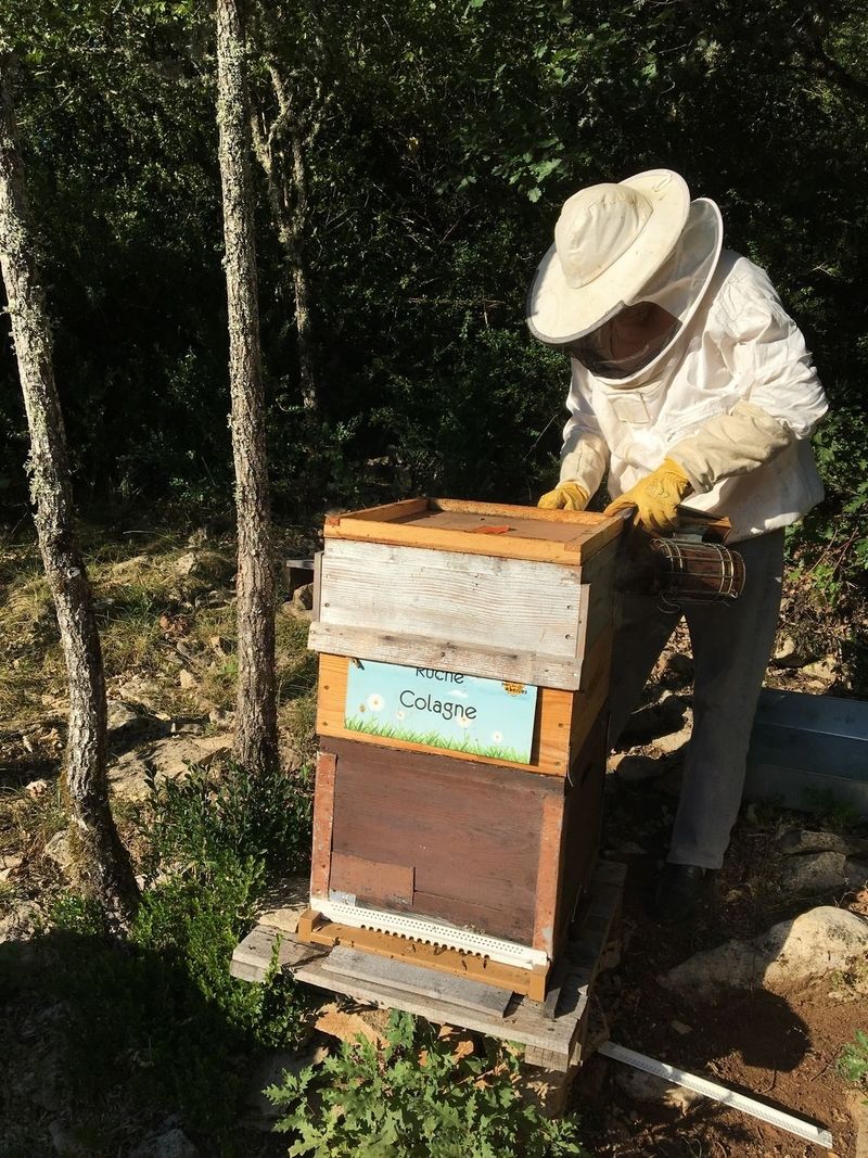 La ruche Colagne