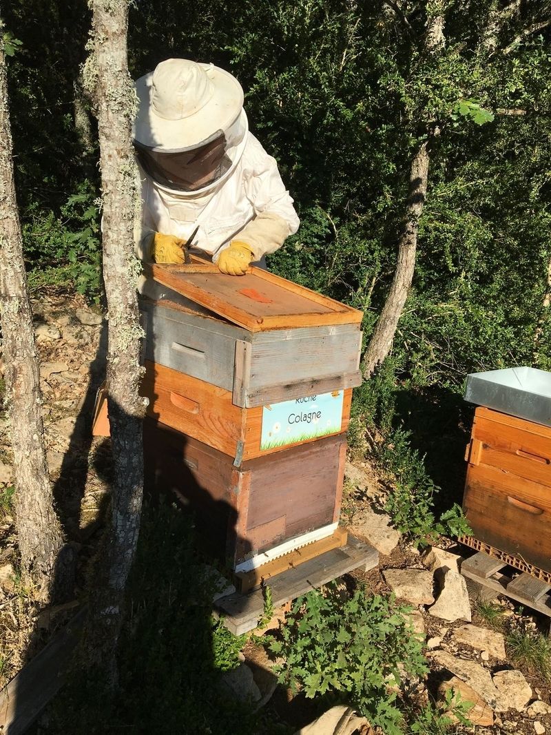 La ruche Colagne