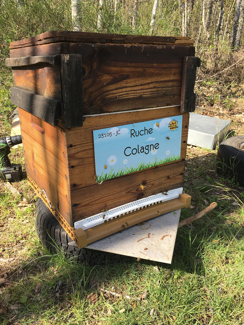 La ruche Colagne