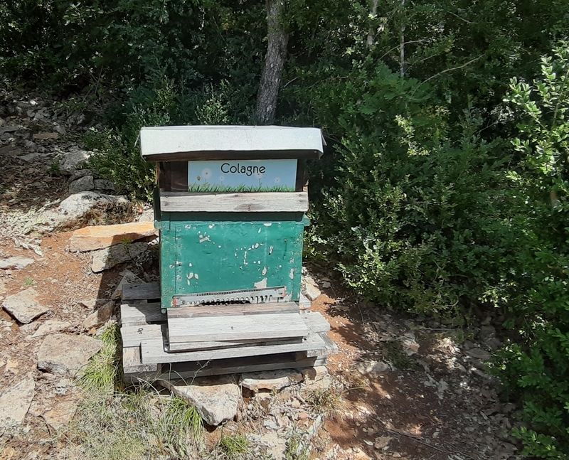 La ruche Colagne