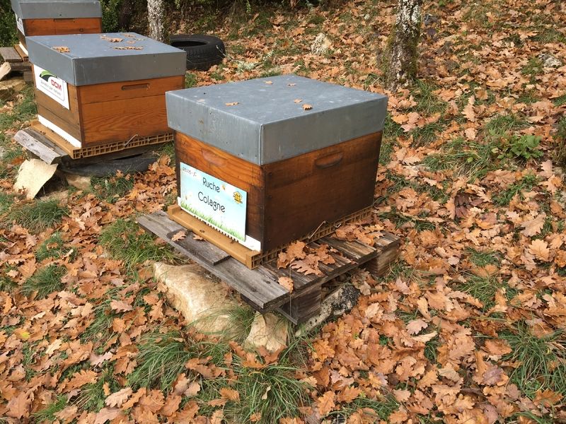 La ruche Colagne
