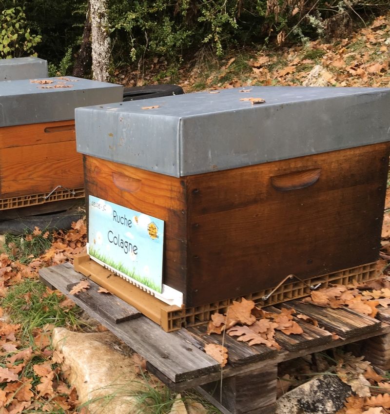 La ruche Colagne