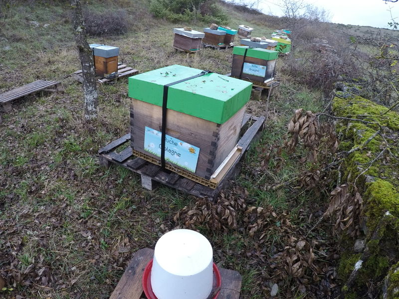 La ruche Colagne
