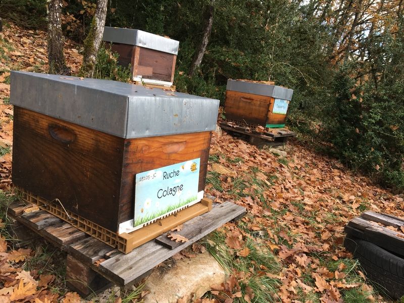 La ruche Colagne