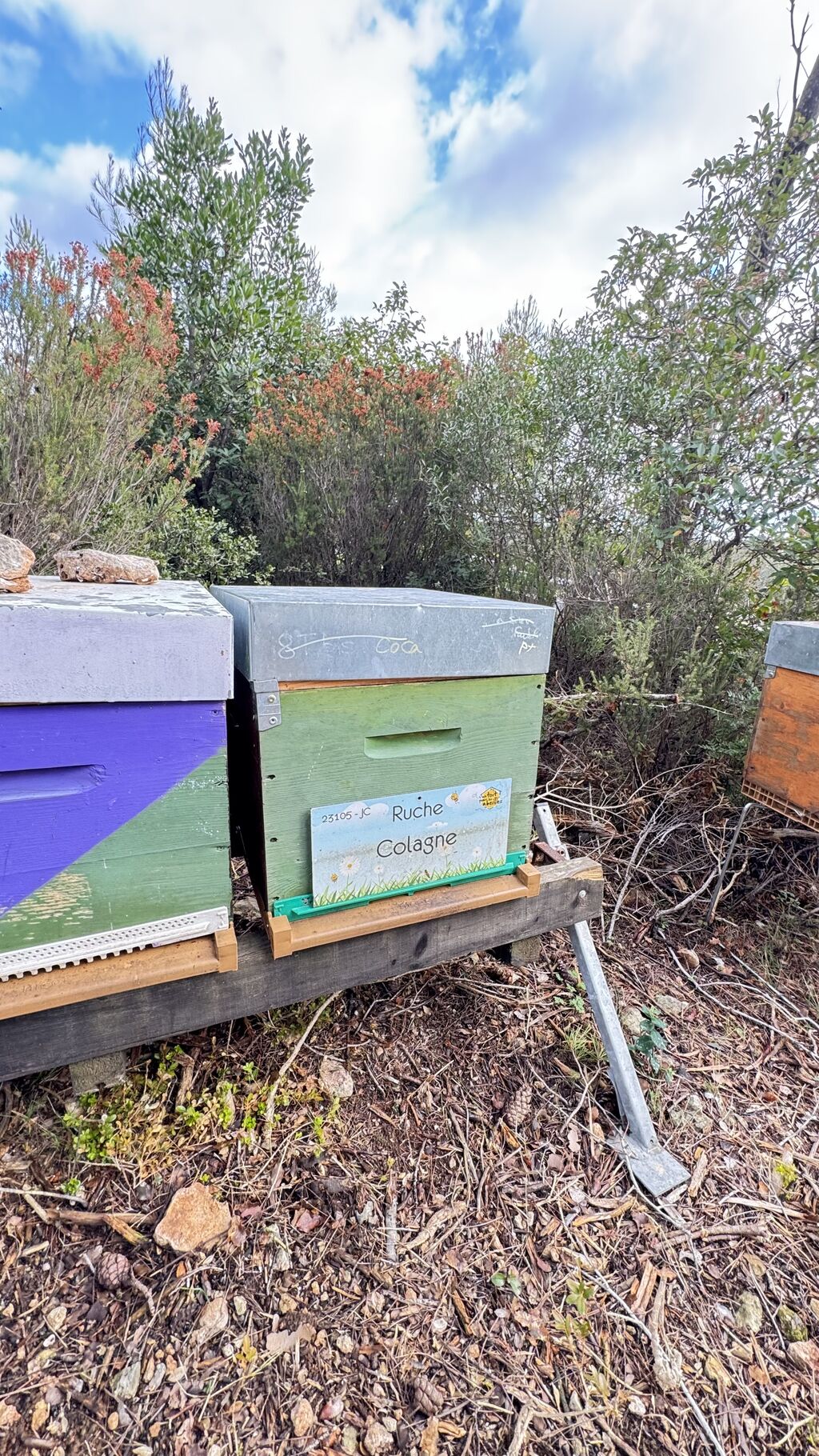 La ruche Colagne