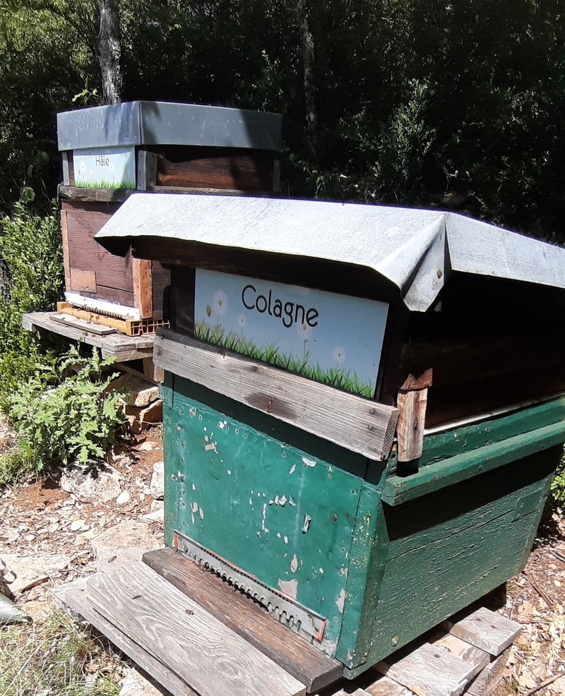 La ruche Colagne