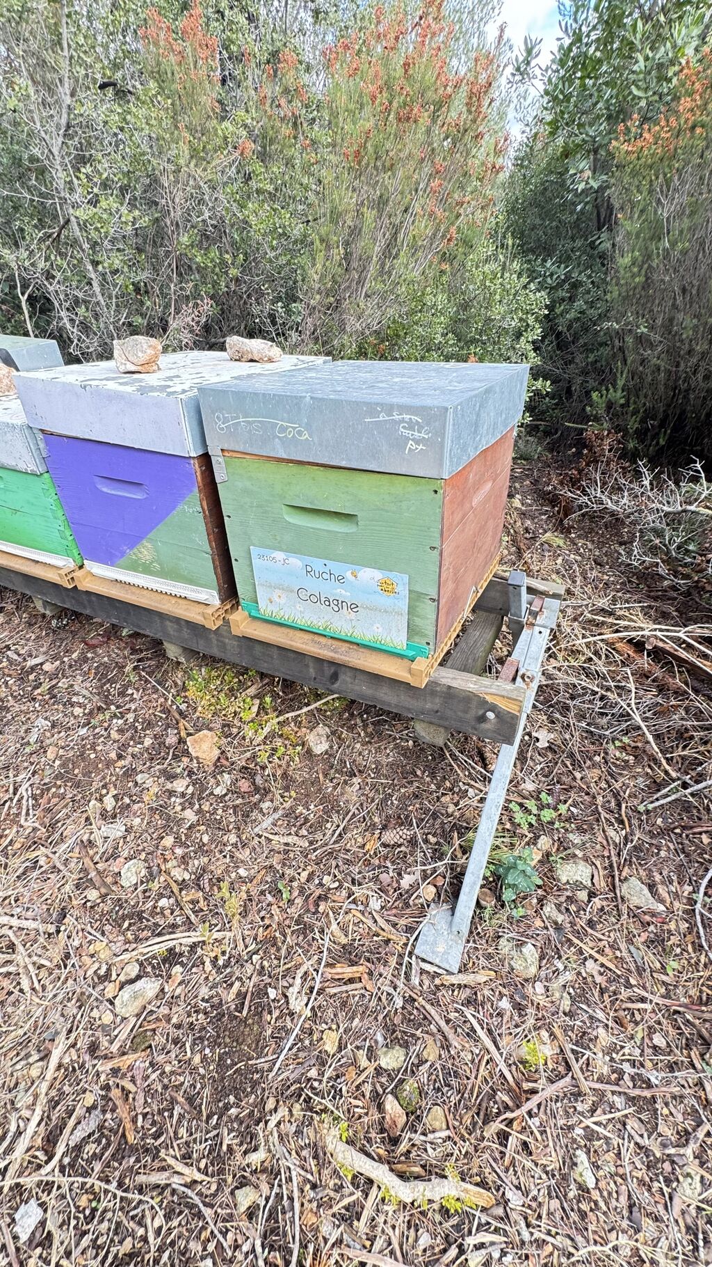 La ruche Colagne