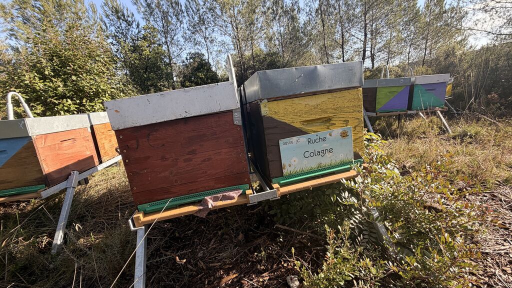 La ruche Colagne