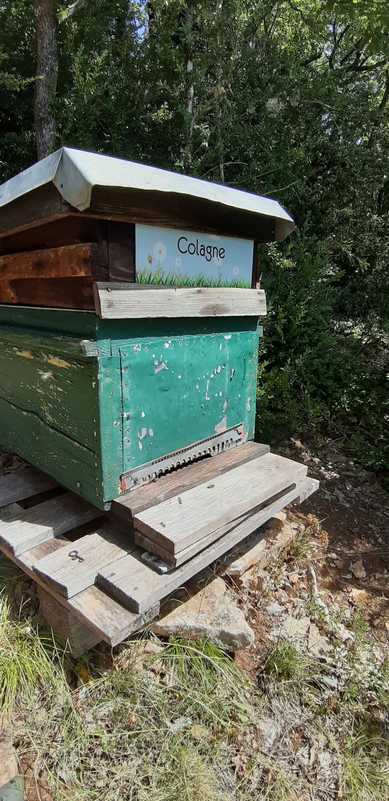 La ruche Colagne