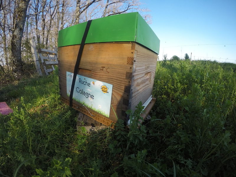 La ruche Colagne