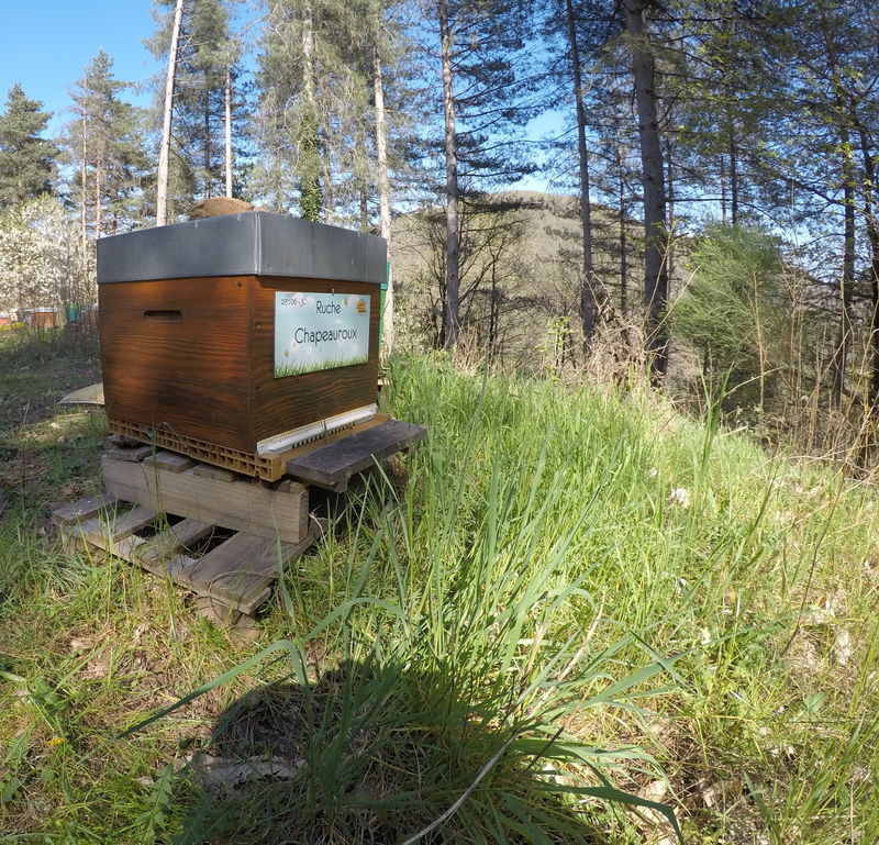 La ruche Chapeauroux