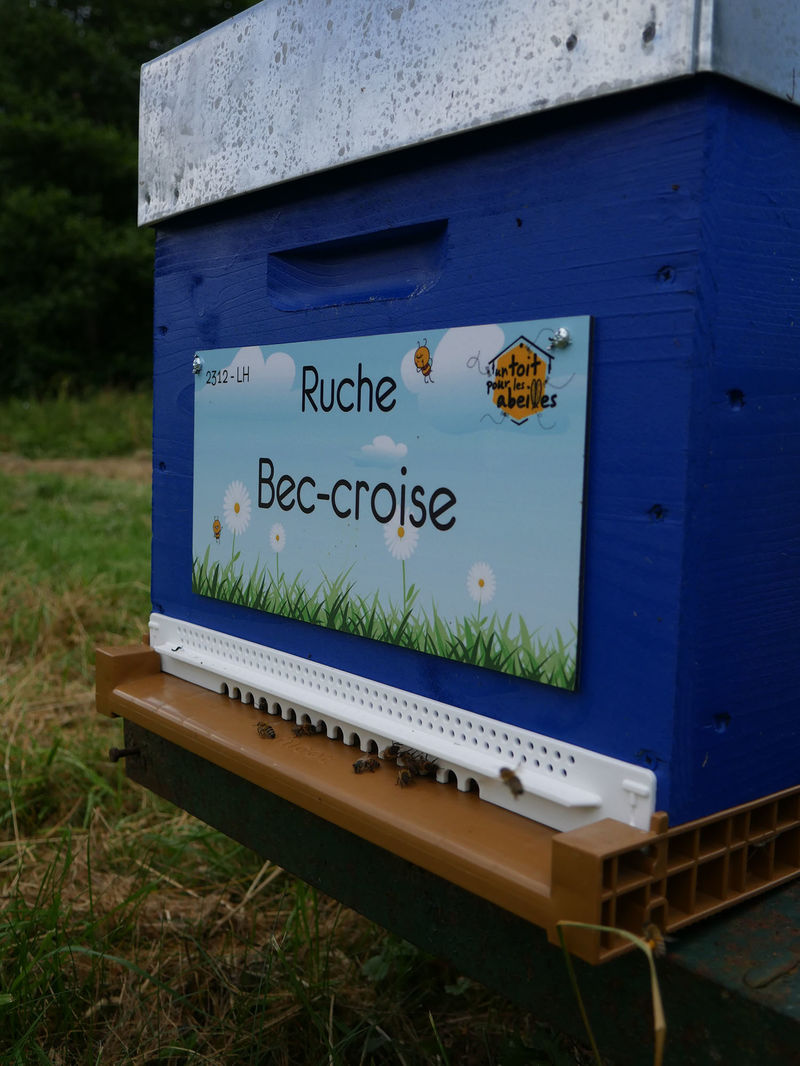 La ruche Bec-croise