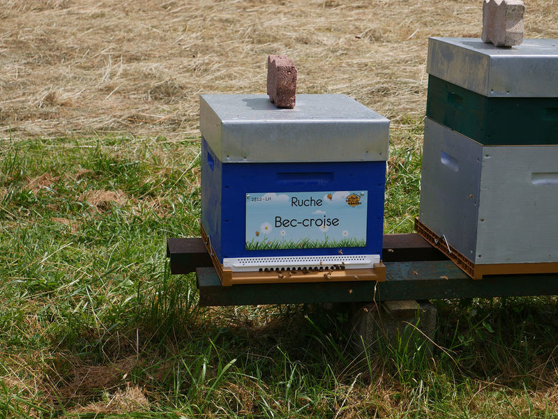 La ruche Bec-croise