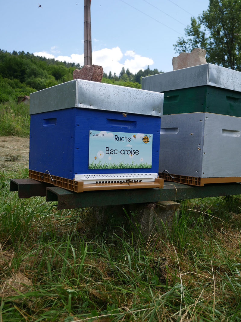 La ruche Bec-croise
