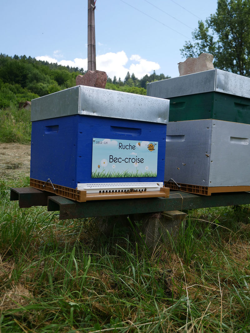La ruche Bec-croise