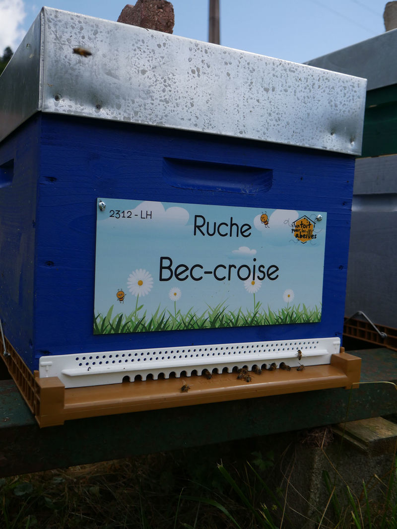 La ruche Bec-croise