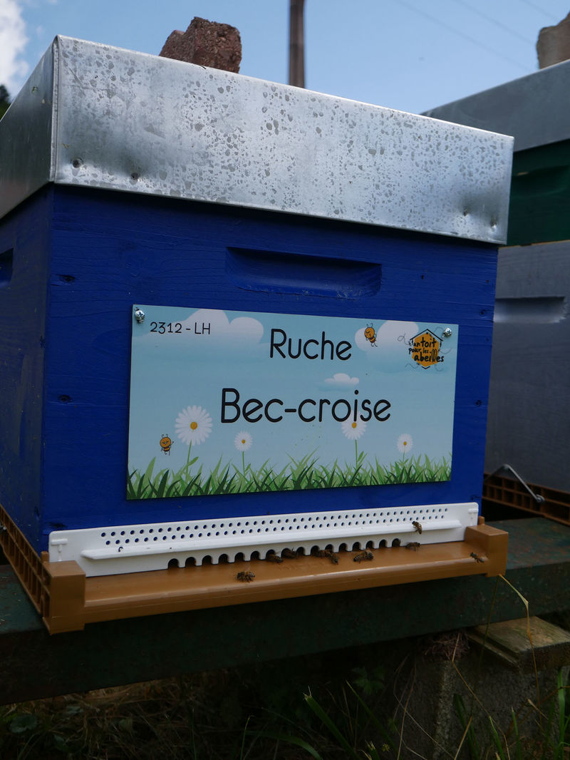 La ruche Bec-croise